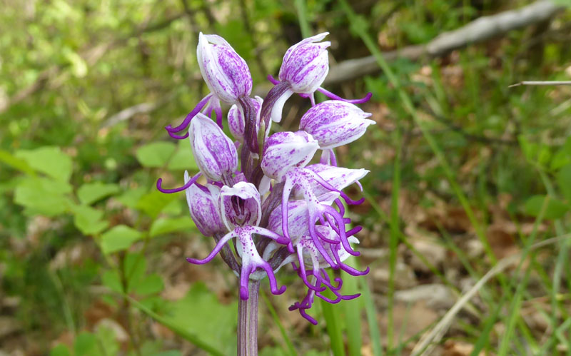 O.simia - O.purpurea - O.insectifera